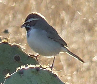 sparrow close-up
