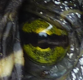 turtle eye close-up