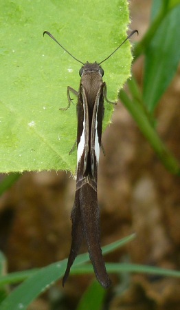 white-striped longtail