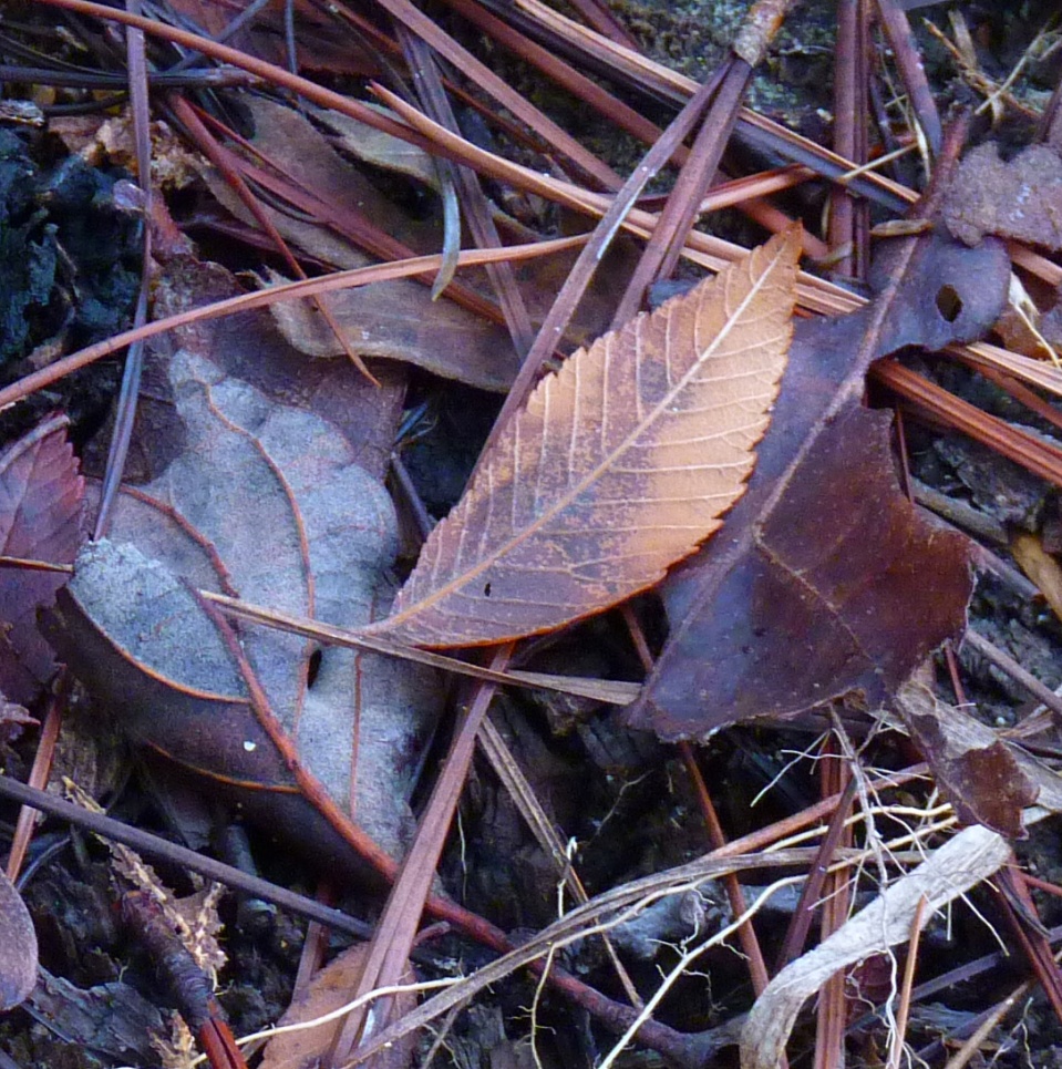 leaves and pine needles