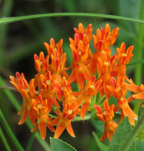 Butterfly weed, Asclepias tuberosa.  This is the first time I have seen this bloom here.